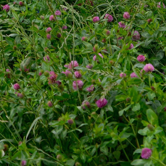 Red Clover Legume Species Guide Watson Seeds